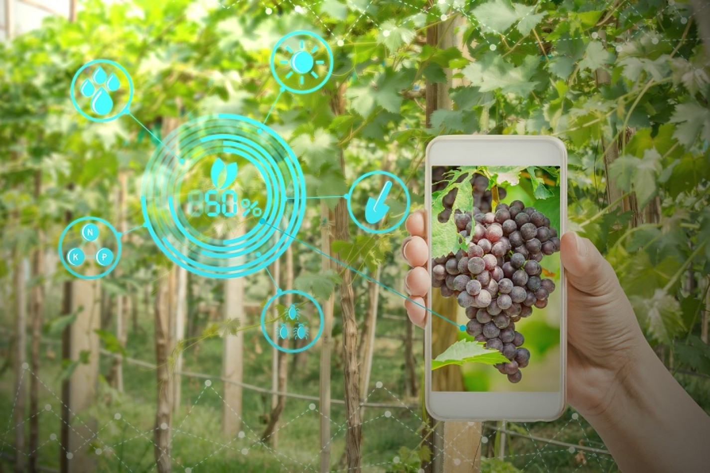 Produtores de uva investem em plataforma de sensoriamento e rastreabilidade