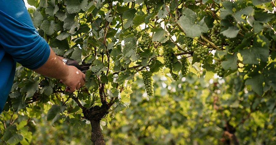 Aurora prevê colher 63 milhões de quilos de uva na safra 2024