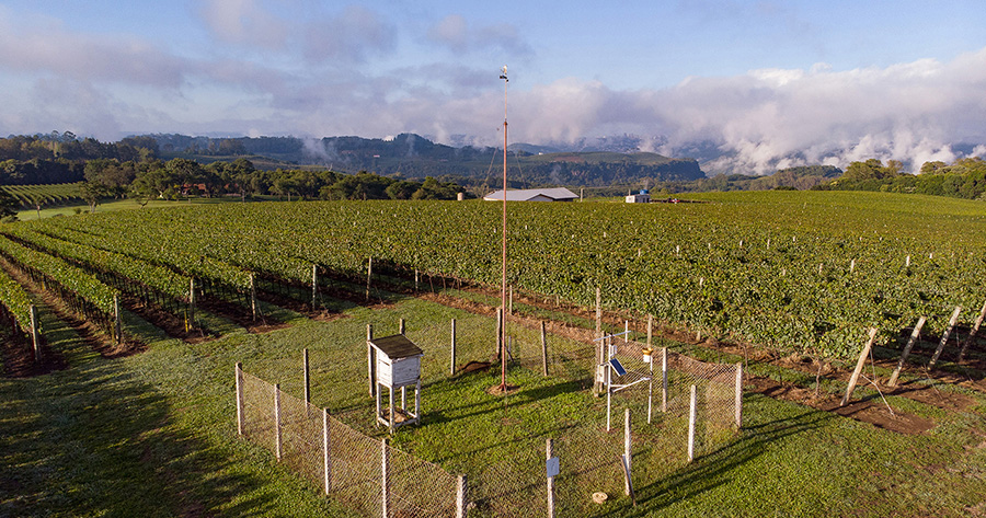 Cooperativa Vinícola Aurora celebra 94 anos com investimentos em inovação do campo à indústria