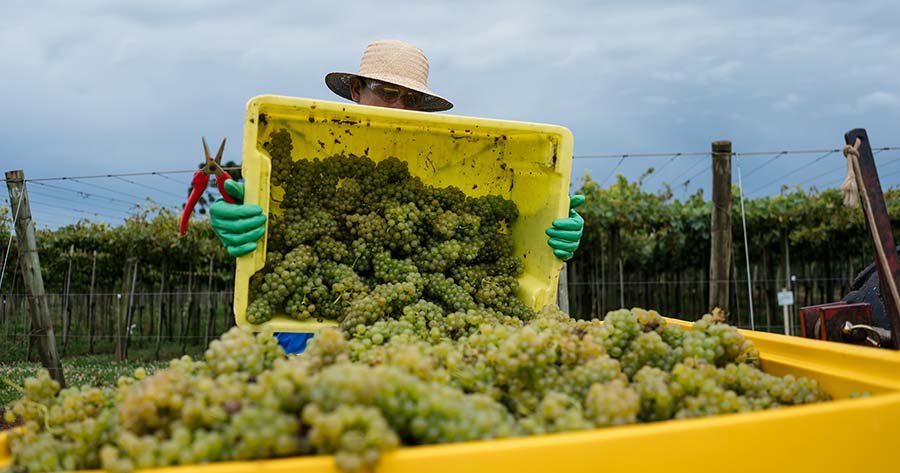 quais são os tipos de uva para vinho
