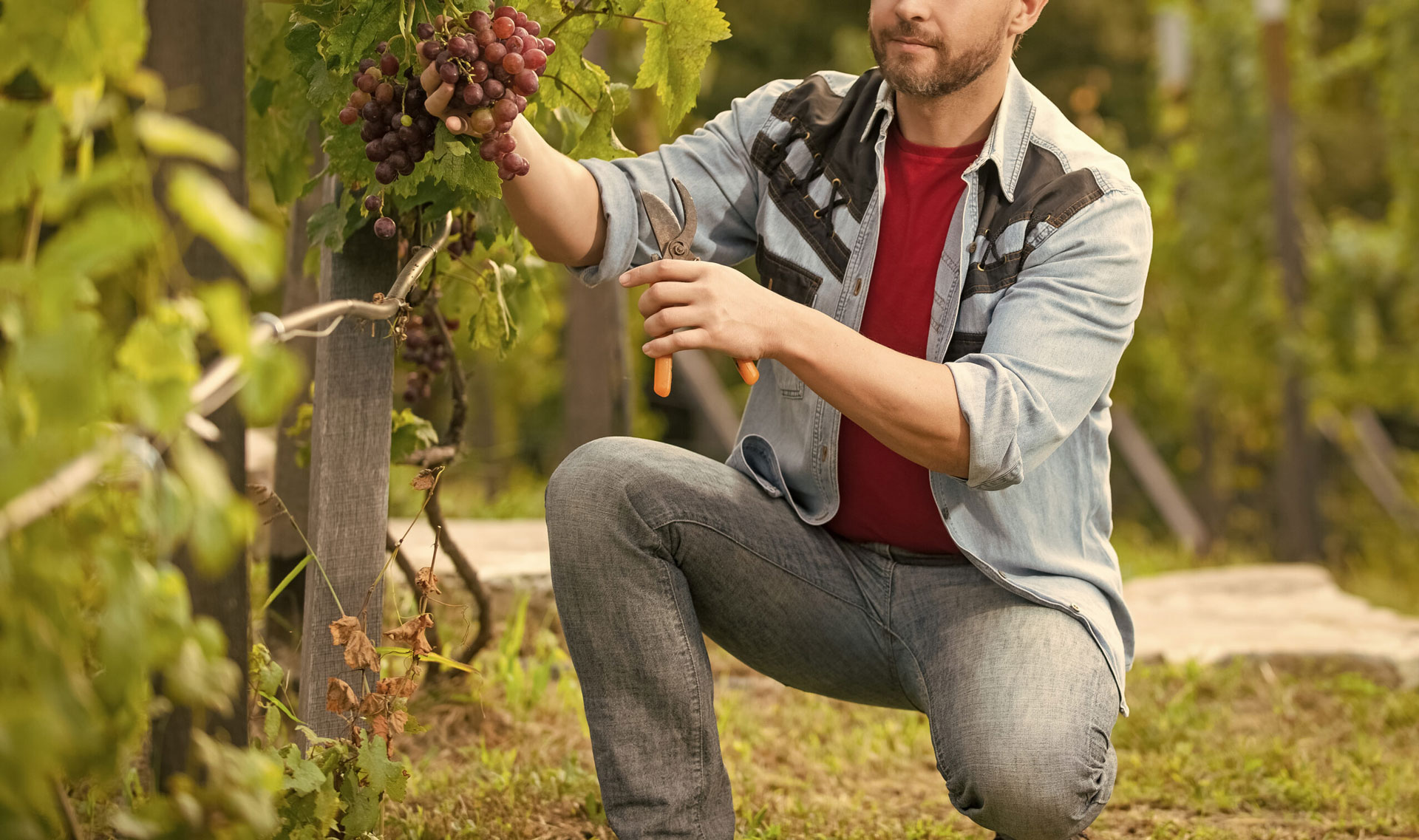 O que são as Boas Práticas Agrícolas (BPA) – e como impactam a qualidade do vinho?