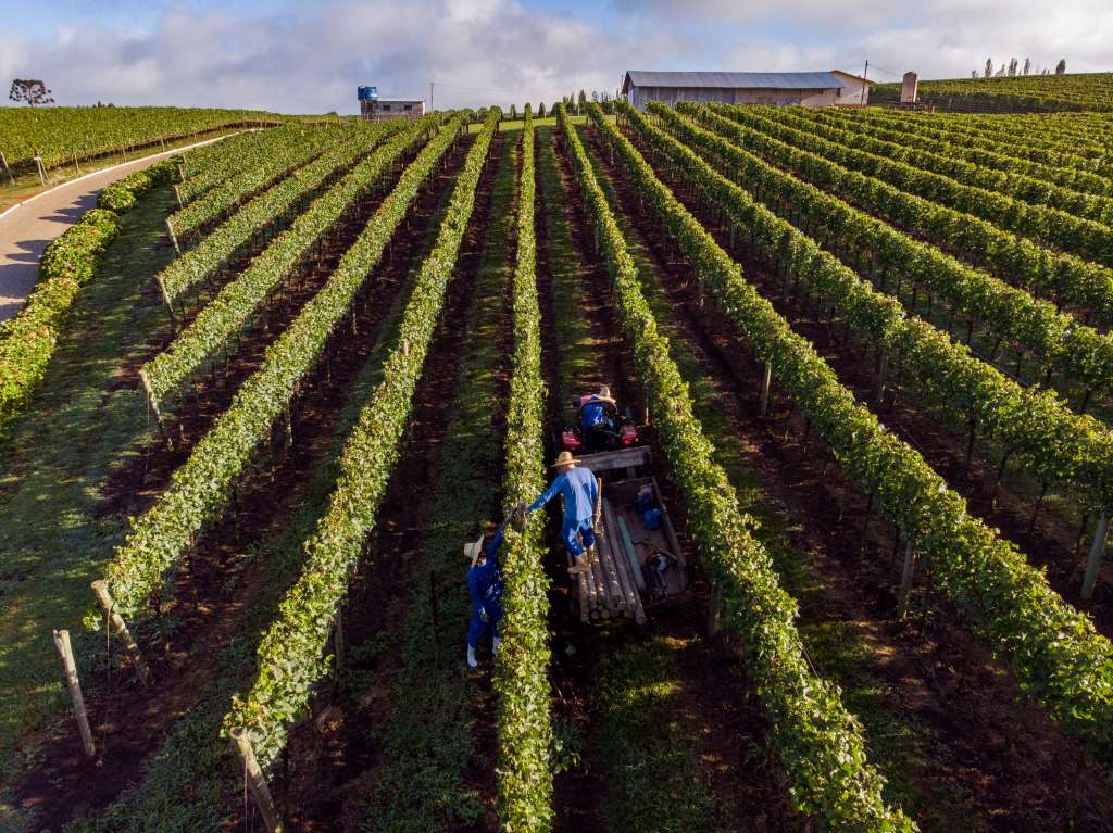 O que é terroir do vinho e como influencia no sabor?