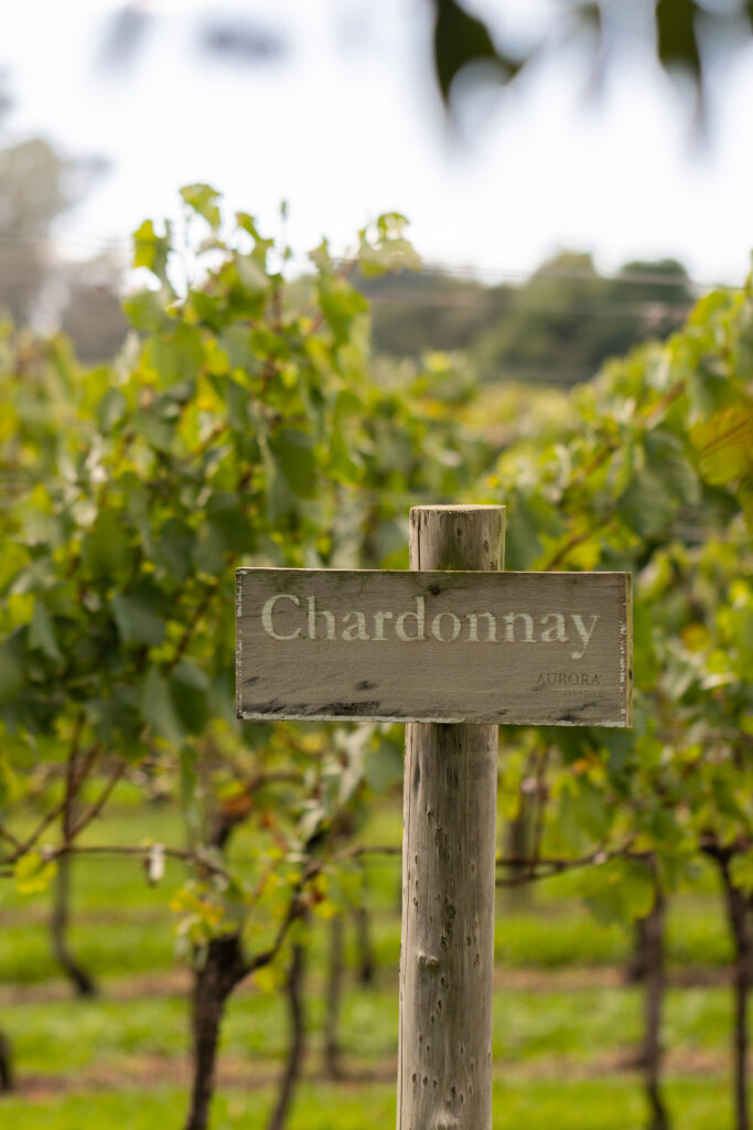 Placa de madeira com a inscrição "Chardonnay"