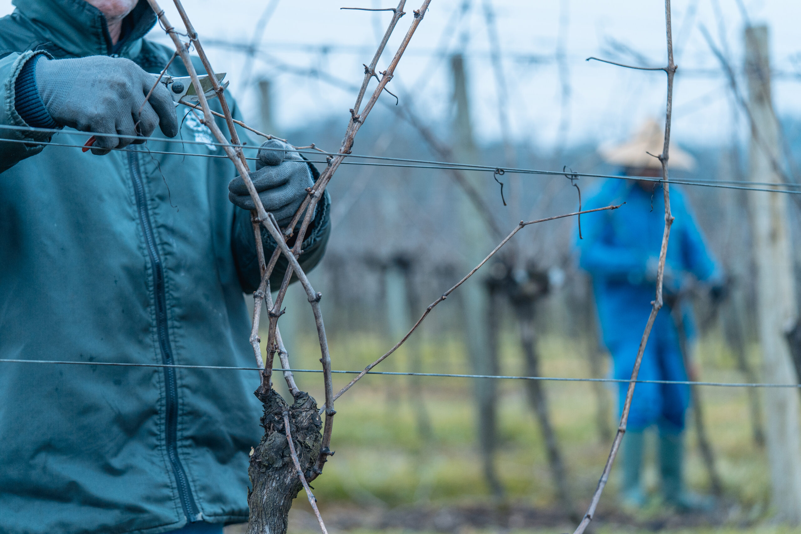 Pessoa realizando poda de videira em um vinhedo durante o inverno, usando luvas e tesoura de poda.