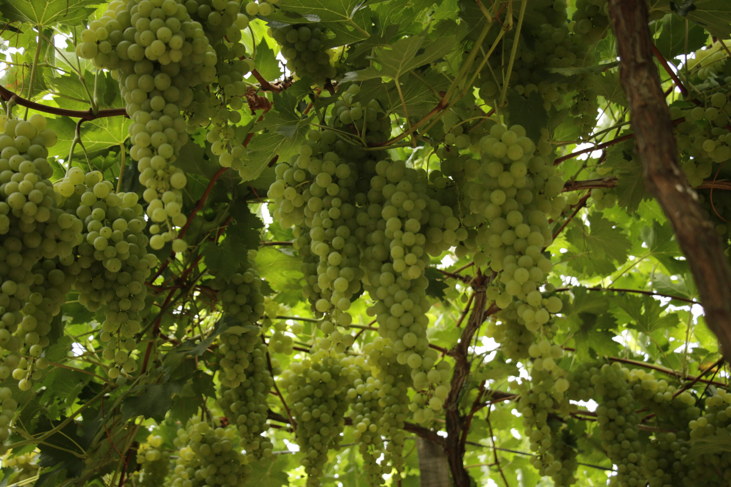 Uvas