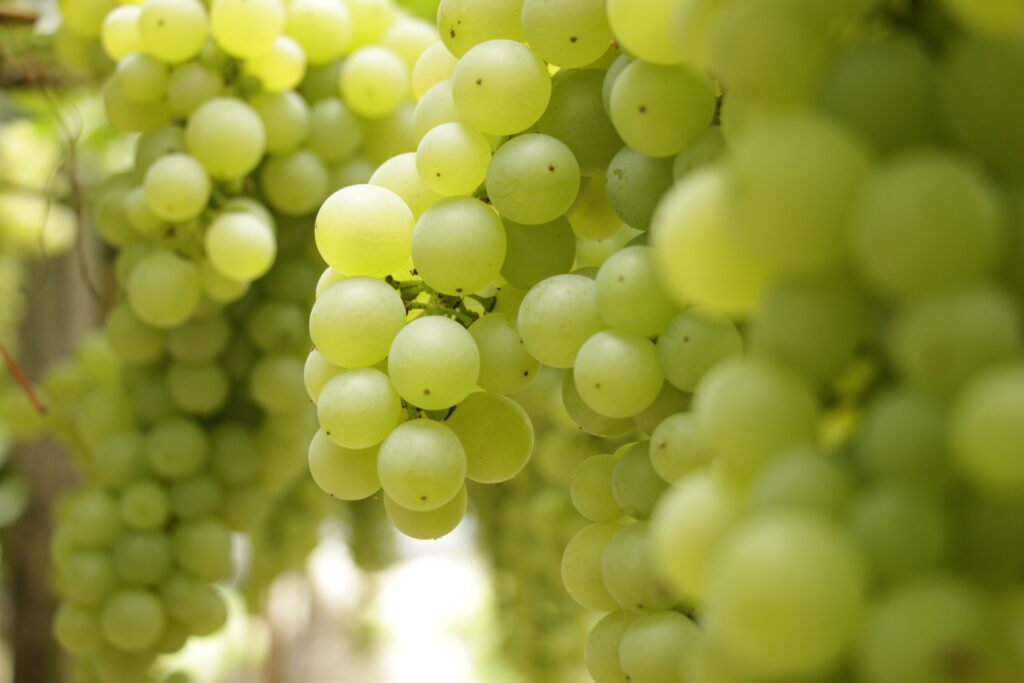 Uvas