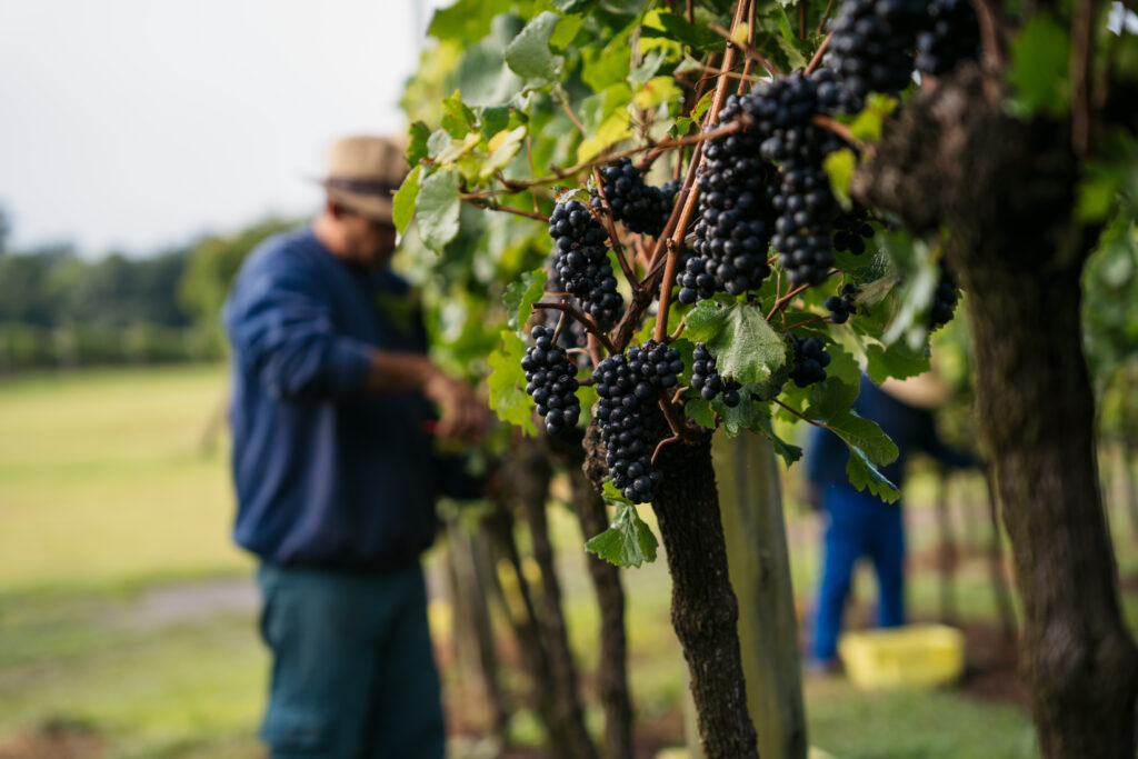 Cachos de uvas escuras em uma videira.