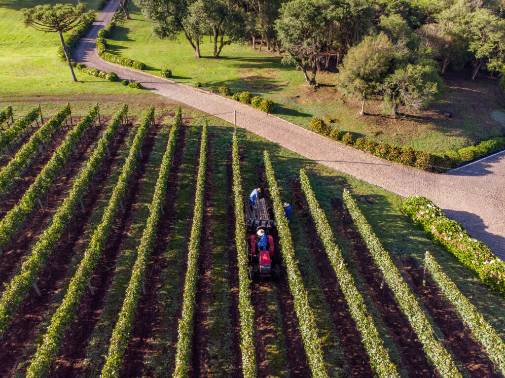 Vista aérea de vinhedo com fileiras de videiras e trator trabalhando entre as plantas em área rural.