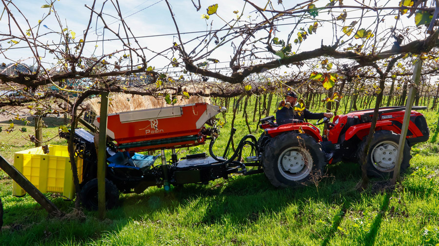 Trator com máquina de colheita mecanizada operando em vinhedo, entre fileiras de videiras sustentadas por parreiras.