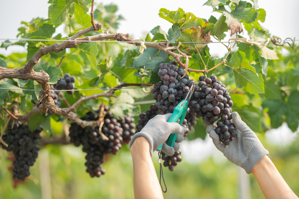 Centro Tecnológico de Viticultura