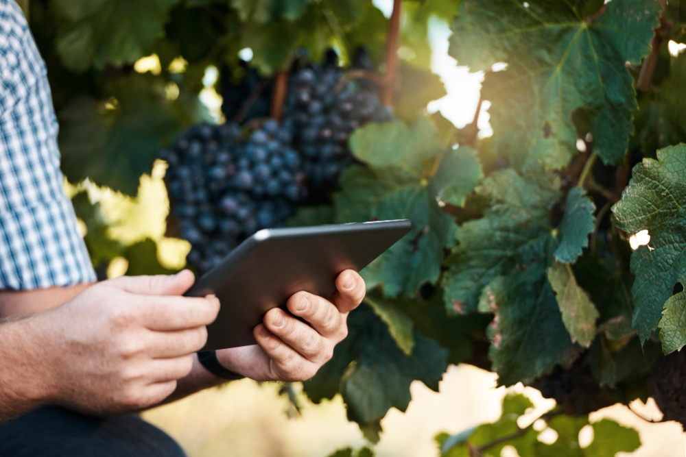 uvas viníferas cultivadas pela vinícola aurora