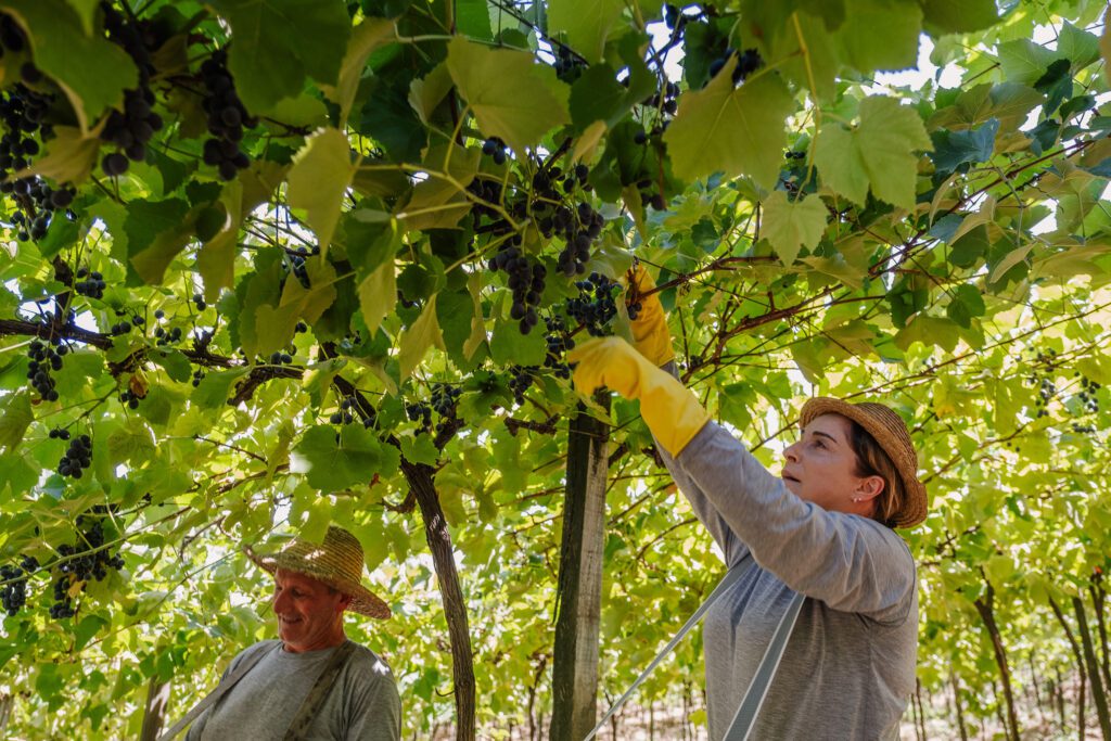 Colheita de uvas em vinhedo com trabalhadores usando luvas.