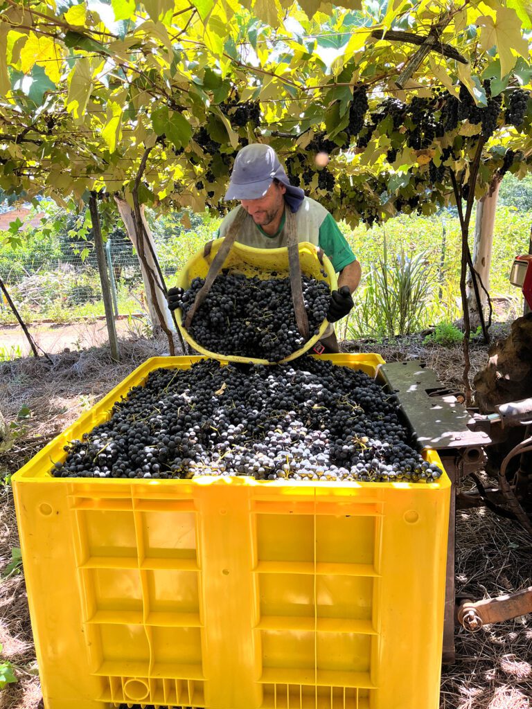 Colheita de uvas em vinhedo com trabalhador despejando frutas em caixa.