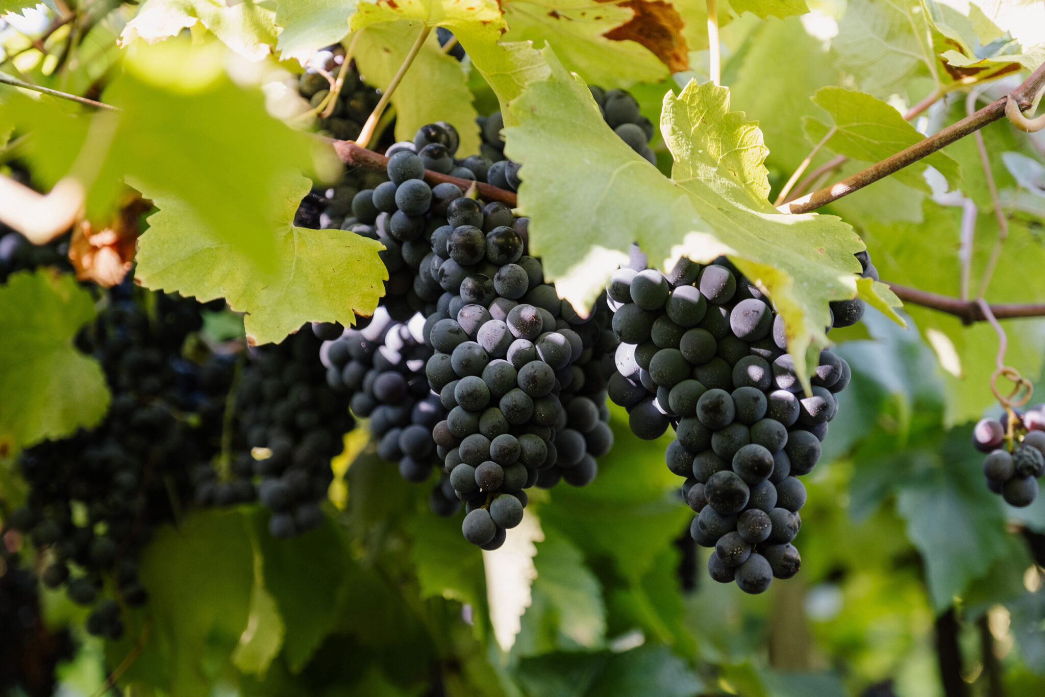 Cachos de uvas escuras maduras em parreira.