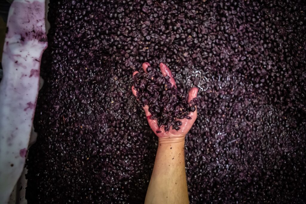 Uvas 
