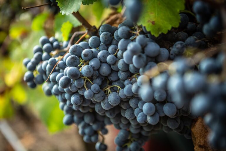 Uvas