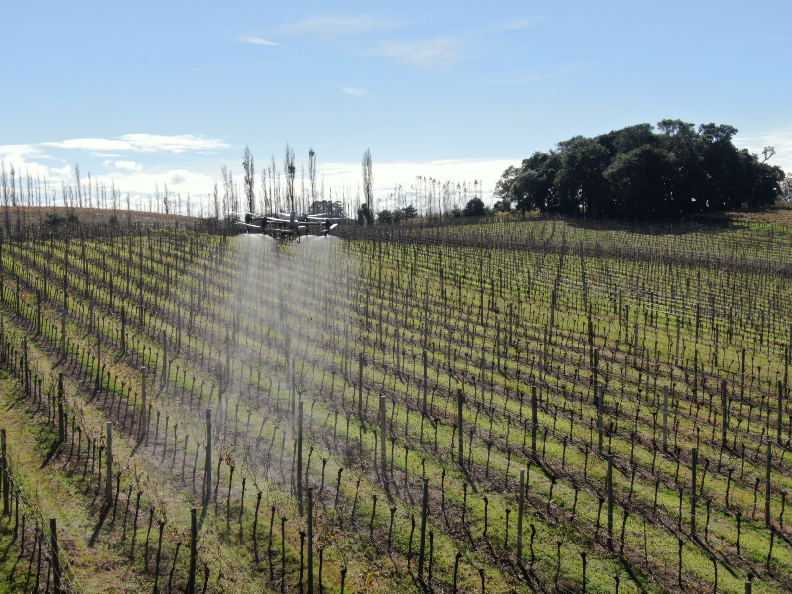 Programa Tecnologia de Aplicação eleva a qualidade da uva e do vinho da Vinícola Aurora